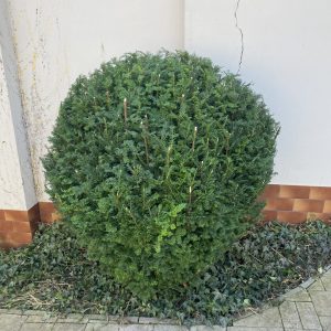 img 9518